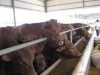 改良纯种肉牛肉牛品种肉牛犊牛舍建设杂交牛肉牛苗