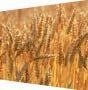 小麦型日粮复全酶LFW-908