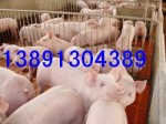 陕西生猪养殖基地，生猪价格，生猪代办