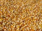 万吨玉米需出售