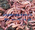 红蚯蚓大平2号 水产饲料 黄鳝饲料