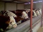 山东润吉肉牛，波尔山羊养殖调拨基地提供肉牛，波尔山羊养殖技术，养殖牛羊前景如何