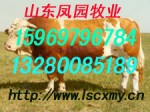 西门塔尔肉牛养殖场 中国农业养殖信息 鲁西黄牛价格利润分析 肉牛羊养殖供求信息凤园牧业