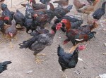 哪里的斗鸡最好 最好的斗鸡品种－山东越泰斗鸡养殖场