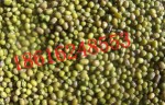 长期批发出售大量优质绿豆