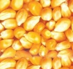 供应江苏优质玉米