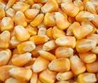 玉米万吨需出售