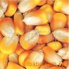 南阳出售玉米2000吨15539988883