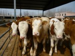 长期大量供肉牛,纯种肉牛犊,杂交肉牛犊等品种肉牛犊是养殖户的首选