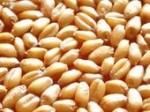 《湖北安隆》求购玉米，小麦，大麦，大豆，碗豆，棉粕，豆粕等饲料原料