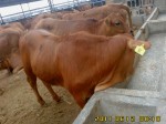肉牛养殖基地专供肉牛犊 肉牛
