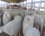 波尔山羊养殖场 最新波尔山羊价格 波尔山羊养殖技术