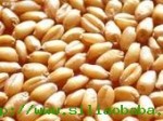 小麦玉米大豆棉粕