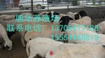 省内畜牧局指定养殖波尔山羊单位,畜牧师现场指导