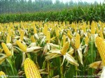 汉川华孝养殖求购：玉米、高粱、小麦、麸皮
