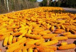 华孝养殖求购：玉米、高粱、小麦、大豆