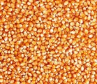 『四鑫畜禽养殖急购』：棉粕、玉米、高粱、小麦、豆粕、碎米、蚕豆
