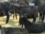 德州驴养殖经验最丰富的合作社