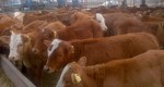 盛旺三元杂交牛养殖规模最大的合作社