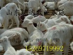 出售肉羊屠宰羊150斤
