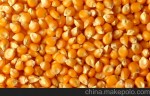 湖南海旺饲料求购玉米2000吨