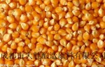 酿造企业求购大米玉米高粱