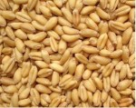 储备库采购小麦玉米大米大豆碎米(图)
