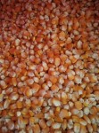 丰达饲料厂长期采购小麦玉米