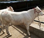 内蒙肉牛养殖场 内蒙西门塔尔肉牛犊价格多少
