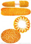 丰达饲料厂长期采购玉米小麦
