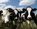 供应奶牛饲料养殖专用添加剂硫酸钙 石膏粉 