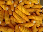 乌克兰/巴西/阿根廷饲料黄玉米 转口贸易