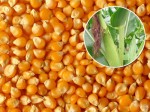 湘鼎饲料厂求购大量玉米，大豆等