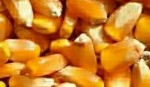 四川卫世养殖公司采购玉米 小麦，碎米，木薯淀粉