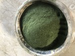绿海藻粉