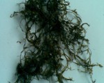 马尾藻 鼠尾藻 