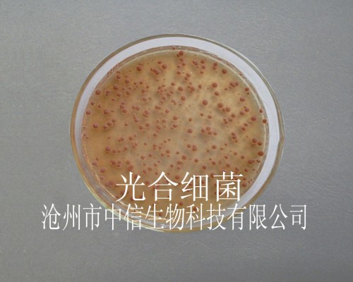 供应光合细菌
