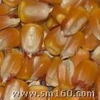 黑龙江省佳木斯市出售烘干玉米14%，一等粮1000吨