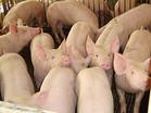 常年供10-40公斤优良仔猪