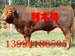 常年出售利木赞肥牛