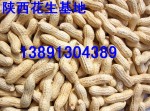 陕西花生基地，烤花生价格，花生行情