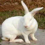 獭兔种兔肉兔养殖德系獭兔新西兰白兔