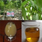 杜仲绿原酸（饲料抗氧化剂&抗生素&防霉剂&营养剂）