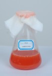 海洋红酵母培养物