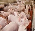 供应山东仔猪山东母猪13468135816山东仔猪网