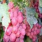 葡萄籽提取物-原花青素95%多酚80%