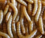 供应黄粉虫商品15元/斤