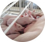 仔猪拉稀专用益生菌