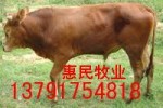 供应肉牛犊价格多少钱一头？