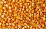 供应俄罗斯非转基因玉米